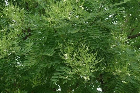 槐(豆科槐属植物)