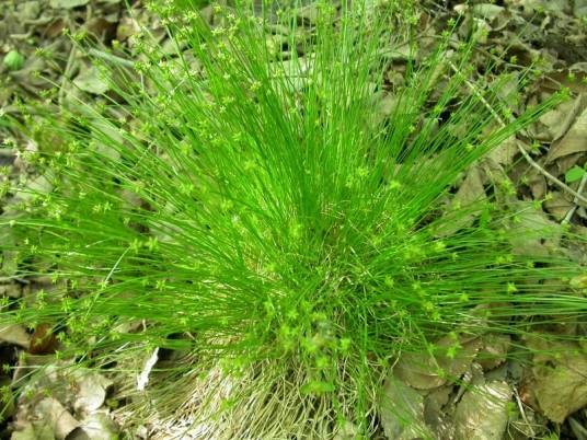 星星草（禾本科碱茅属植物）