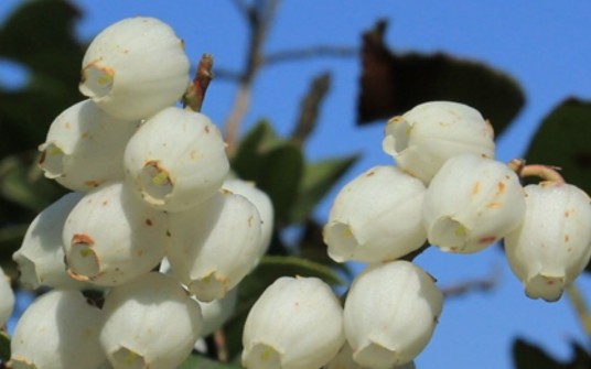 南烛(杜鹃花科越橘属植物)