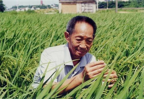 超级稻