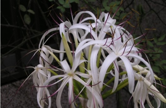 文殊兰（石蒜科文殊兰属植物）