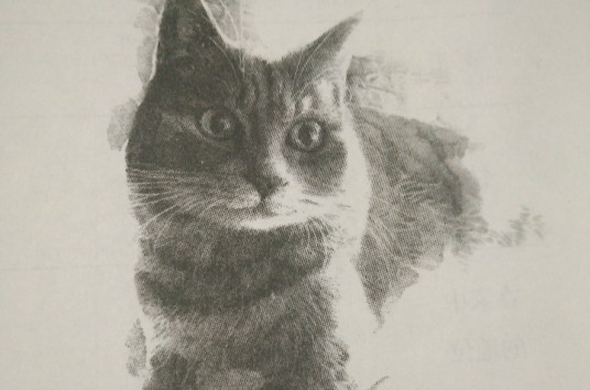 猫(郑振铎小说作品)