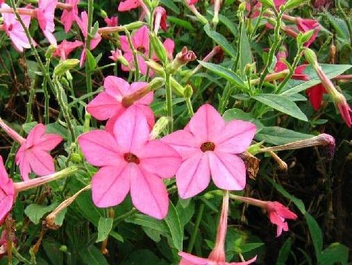 花烟草