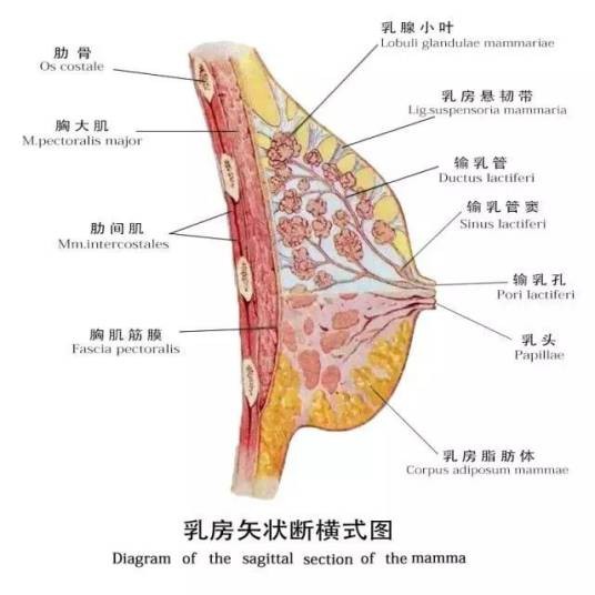 乳头肥大