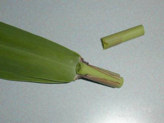 芦苇叶