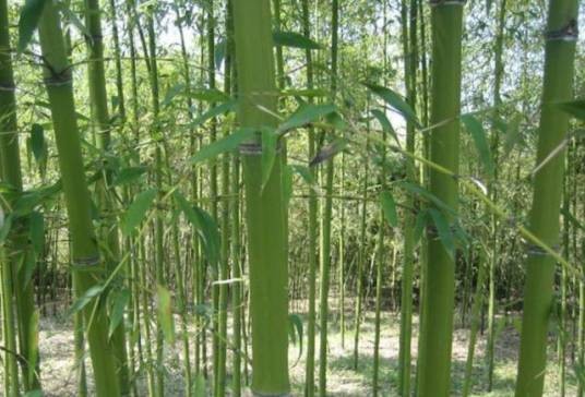 红哺鸡竹