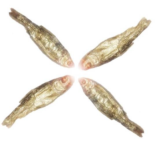 火焙鱼