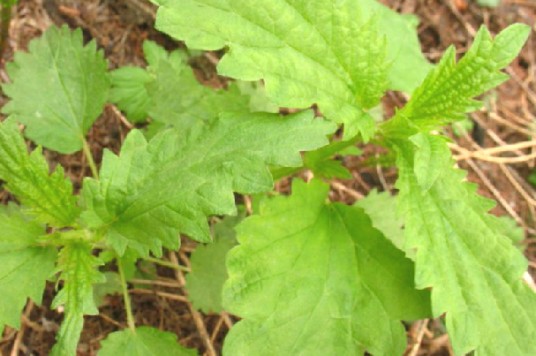 荨麻（中药）
