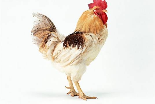 速成鸡