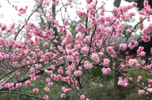 李属