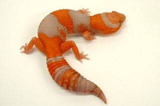 肥尾守宫