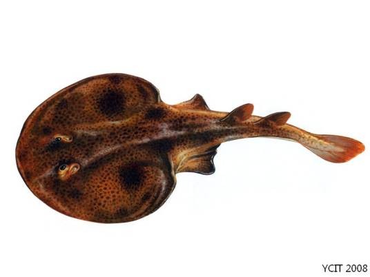 生物发电