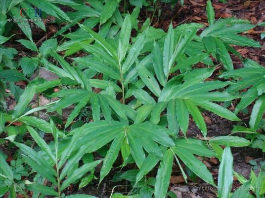 阳春砂（草药）