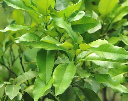 柚叶（双子叶植物纲）