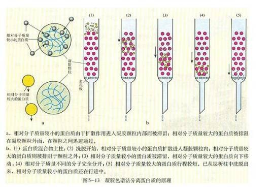 凝胶色谱法（分离分析技术）