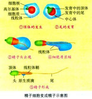 胚胎工程