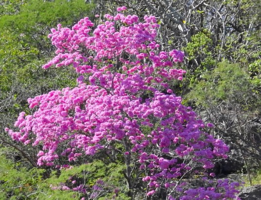 紫花风铃木
