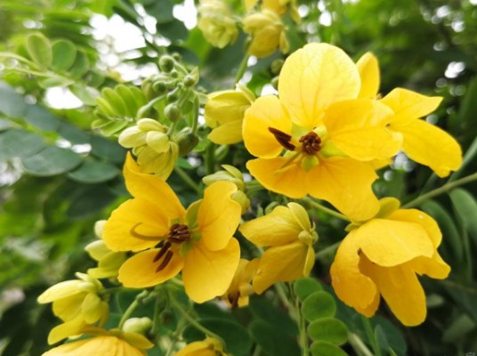 黄花槐