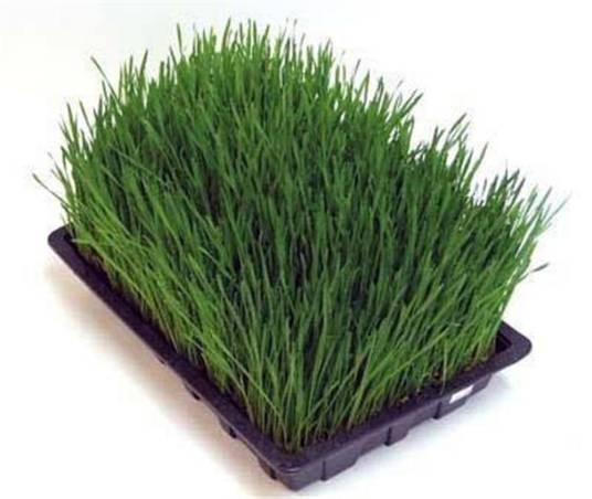 大麦苗（禾本目禾本科植物）