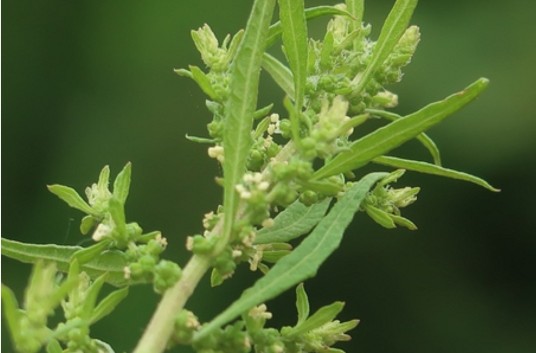 土荆芥（藜科腺毛藜属植物）