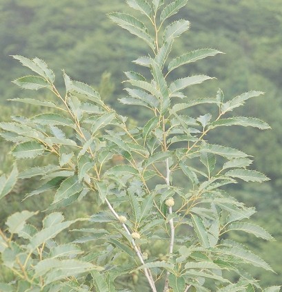 橡实（壳斗科栎属植物）