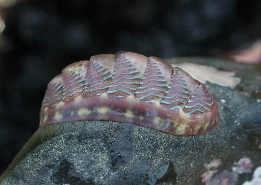 石鳖(海洋浮游生物重要组成)