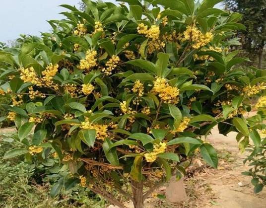 桂花树苗