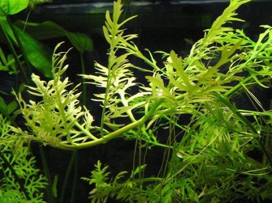 水蕨（凤尾蕨科水蕨属植物）
