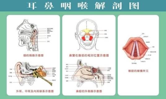 耳鼻咽喉（耳鼻咽喉科）