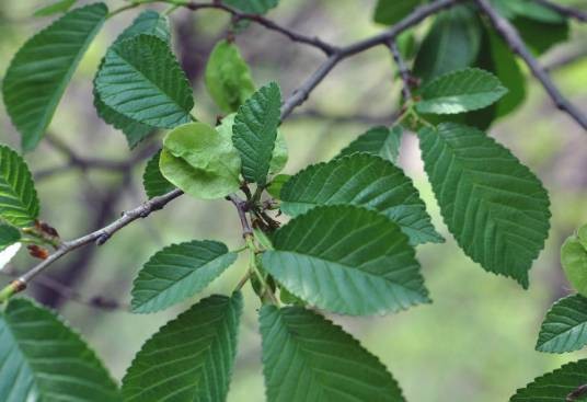 大果榆（榆科榆属落叶乔木或灌木植物）