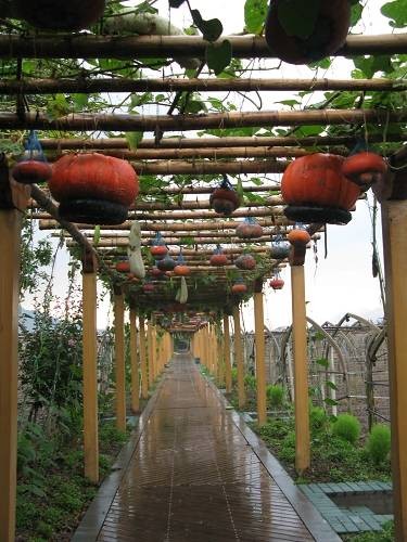 观光农业