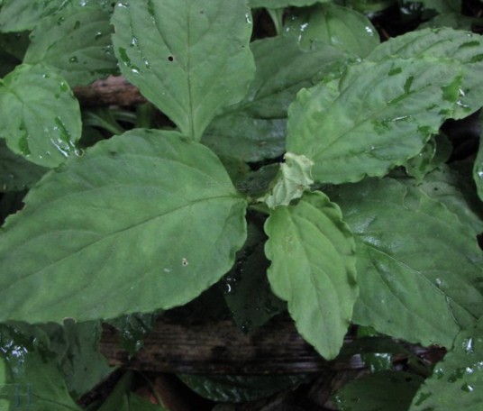 灵香草(报春花科珍珠菜属植物)