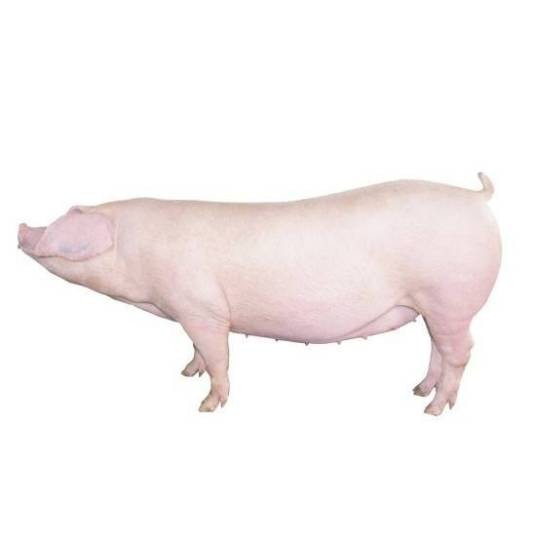 长白猪