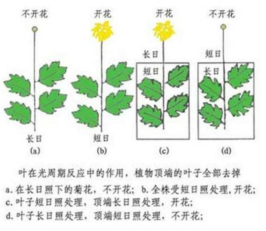 光周期