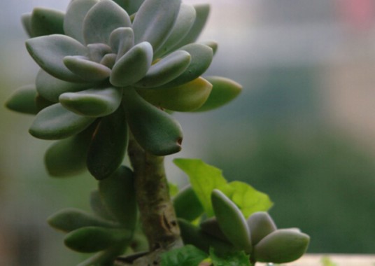 厚脸皮植物