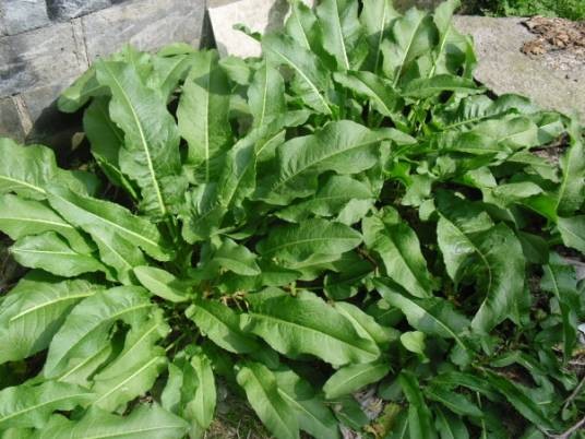 土大黄(蓼科酸模属植物)