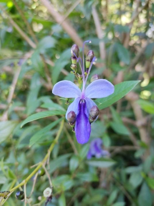 蓝蝴蝶（唇形科三对节属植物）