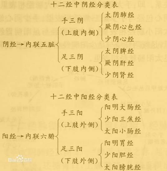中脉(人体穴脉)
