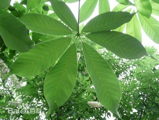 观赏植物（用以观赏的植物）
