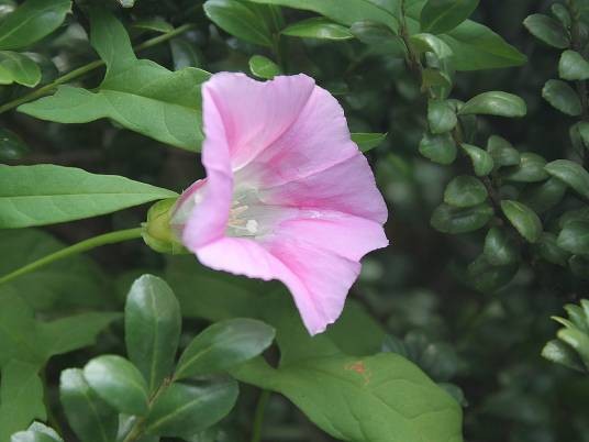 打碗花（旋花科打碗花属植物）