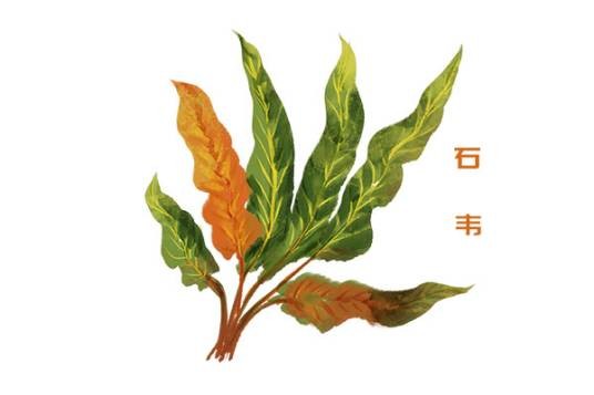 石韦（水龙骨科石韦属植物）