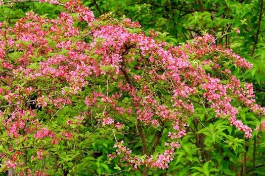 锦带花（忍冬科锦带花属植物）
