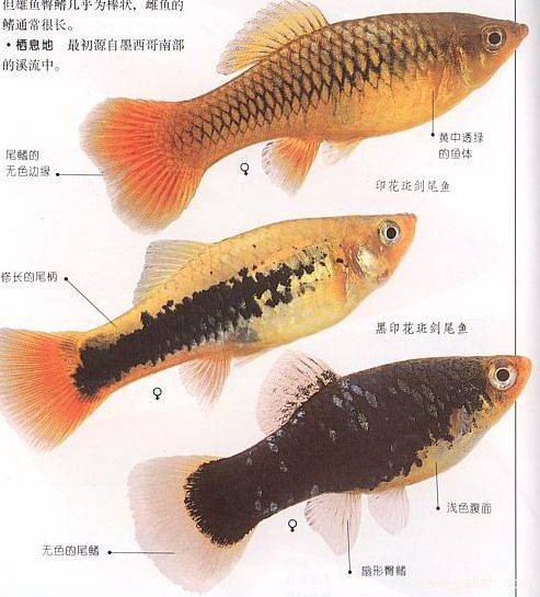 月光鱼