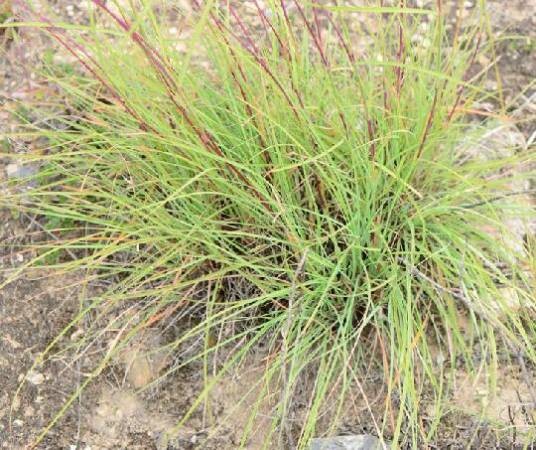 芸香草（禾本科香茅属植物）
