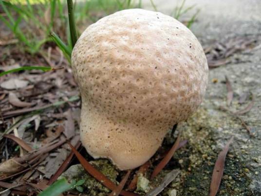 马勃(担子菌门马勃目菌类)