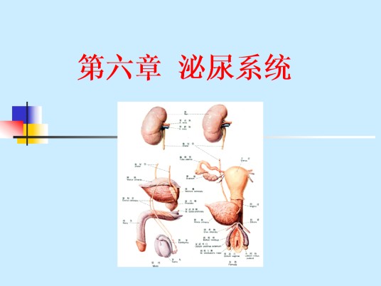泌尿