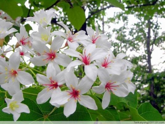 油桐花（植物物种油桐属）