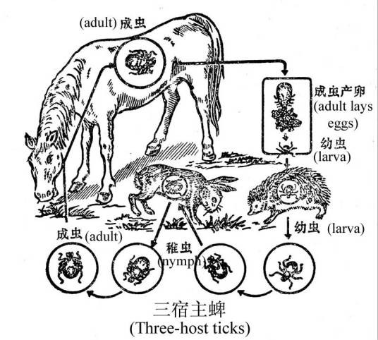 布尼亚病毒