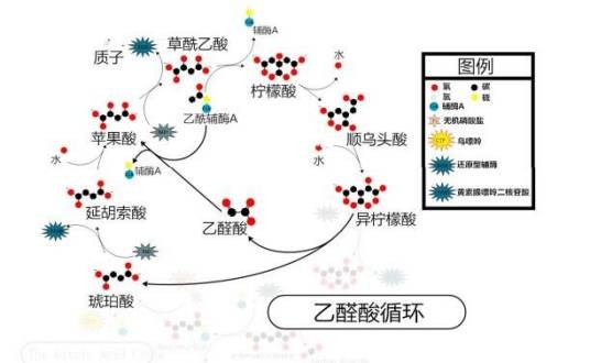 乙醛酸循环