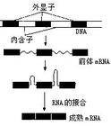 断裂基因